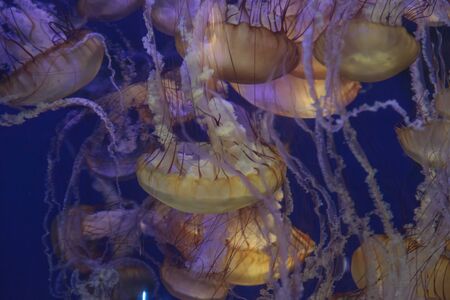 Pacific sea nettle jellyfish, Chrysaora fuscescens, is found along the coast of California and Oregon in the United States.の写真素材