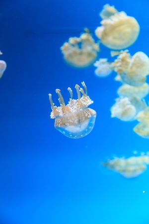 Spotted lagoon jelly, golden medusa, Mastigias papua, is from the Indo-Pacific. This jellyfish has several mouths found on their arms, which they use to feed on zooplankton.の写真素材