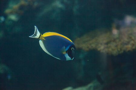 Powder blue tang, Acanthurus leucosternon, is a surgeonfish found in the tropical waters of the Indian Oceanの写真素材