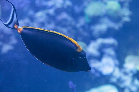 Orangespine unicornfish, Naso lituratus, is found in the Indian and Pacific Oceanの写真素材