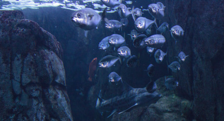 School of silver fish swimming in a circle above a reef and sea kelp