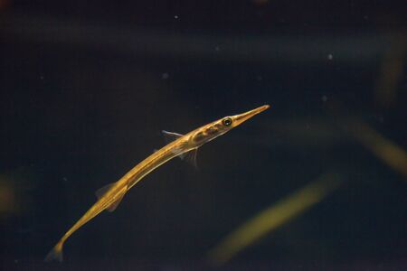 Needle Nose Gar, Xenetodon cancila, is a freshwater needlefish species that lives in brackish habitats in Southeast Asia.の写真素材