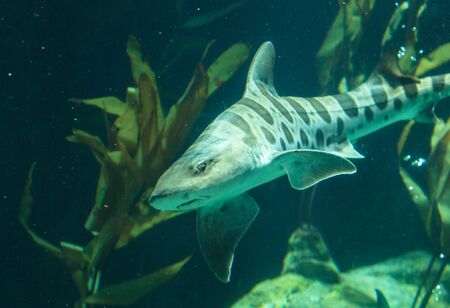 Zebra shark, Stegostoma fasciatum, also called the leopard shark, is a species of carpet shark and is found throughout the tropical Indo-Pacific.の写真素材