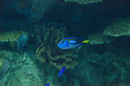 Palette tang fish, Paracanthurus hepatus, is also called the royal blue tang