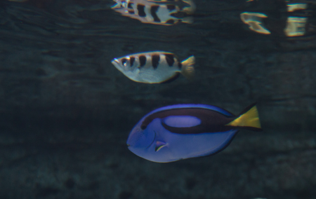Palette tang fish, Paracanthurus hepatus, is also called the royal blue tang