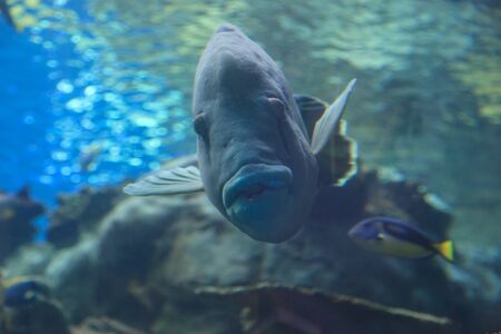 Big funny fish staring head on into the cameraの写真素材