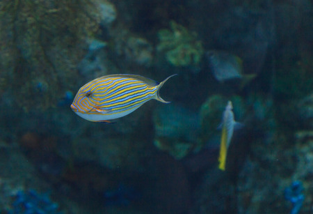 Clown tang fish, Acanthurus lineatus, is also called the zebra surgeonfish.の写真素材