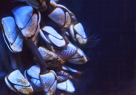 Pelagic gooseneck barnacles, Lepas anatifera, are found in tropical and subtropical oceans all over...