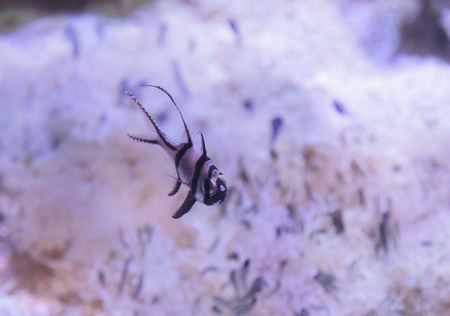 Banggai cardinalfish, Pterapogon kauderni, is a black and white tropical fish found in the Banggai Islands of Indonesia.の写真素材