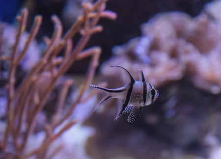 Banggai cardinalfish, Pterapogon kauderni, is a black and white tropical fish found in the Banggai Islands of Indonesia.の写真素材
