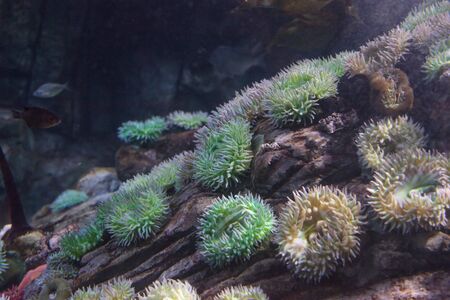 California sea anemone, Anthopleura elegantissima, is also called the aggregating anemone and the clonal anemoneの写真素材