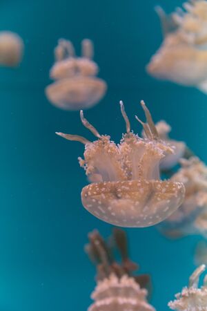 Spotted lagoon jelly, golden medusa, Mastigias papua, is from the Indo-Pacific. This jellyfish has several mouths found on their arms, which they use to feed on zooplankton.の写真素材