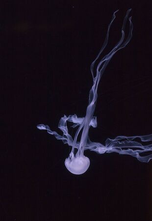 Atlantic sea nettle jellyfish, Chrysaora quinquecirrha, swims by undulating.の写真素材