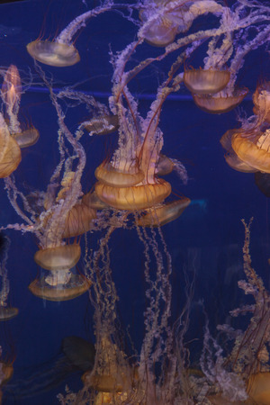 Pacific sea nettle jellyfish, Chrysaora fuscescens, is found along the coast of California and Oregon in the United States.の写真素材