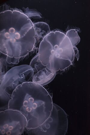 Moon jellyfish, Aurelia aurita, is translucent and has four horseshoe-like gonads visible. It drifts with the current throughout most of the worlds oceans.の写真素材