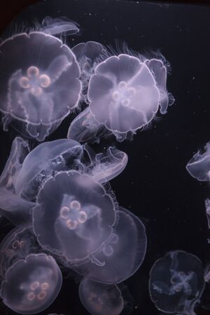 Moon jellyfish, Aurelia aurita, is translucent and has four horseshoe-like gonads visible. It drifts with the current throughout most of the worlds oceans.の写真素材