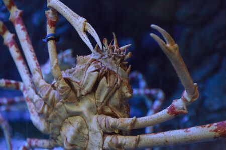 Giant Japanese spider crab, Macrocheira kaempferi, lives in the waters surrounding Japanの写真素材