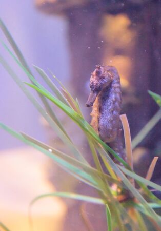 Pot bellied seahorse, Hippocampus, clings to seaweedの写真素材