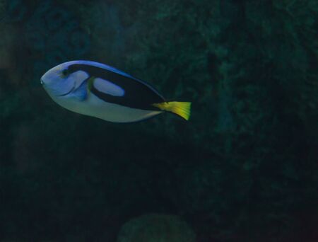 Palette tang fish, Paracanthurus hepatus, is also called the royal blue tangの写真素材