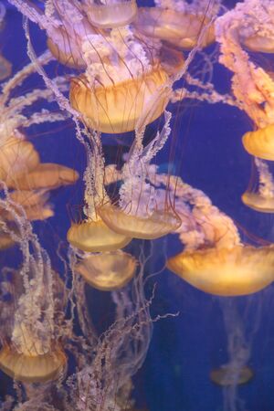 Pacific sea nettle jellyfish, Chrysaora fuscescens, is found along the coast of California and Oregon in the United States.の写真素材