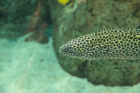 Leopard moray eel, Enchelycore pardalis, has spotted skinの写真素材