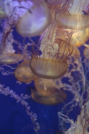 Pacific sea nettle jellyfish, Chrysaora fuscescens, is found along the coast of California and Oregon in the United States.の写真素材