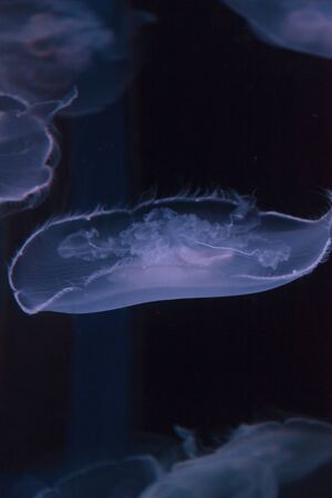 Moon jellyfish, Aurelia aurita, is translucent and has four horseshoe-like gonads visible. It drifts with the current throughout most of the worlds oceans.の写真素材