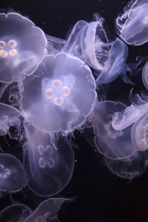 Moon jellyfish, Aurelia aurita, is translucent and has four horseshoe-like gonads visible. It drifts with the current throughout most of the worlds oceans.の写真素材