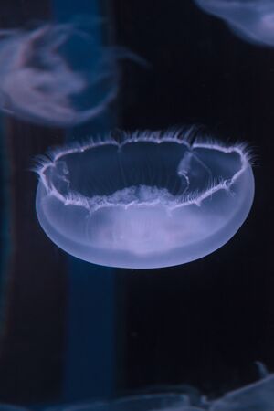 Moon jellyfish, Aurelia aurita, is translucent and has four horseshoe-like gonads visible. It drifts with the current throughout most of the worlds oceans.の写真素材