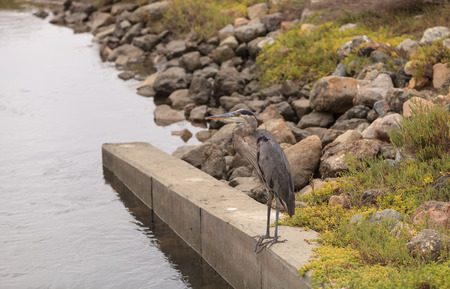 Great blue heron in the wild, foraging in a lake in Southern Californiaの写真素材