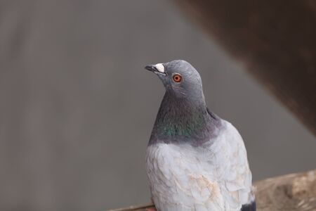 Rock pigeon, Columbia livia, is also called the rock dove. It is found throughout the United States and South Americaの写真素材