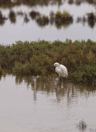 Snowy Egret, Egretta thula, forages in a marsh in Southern Californiaの写真素材