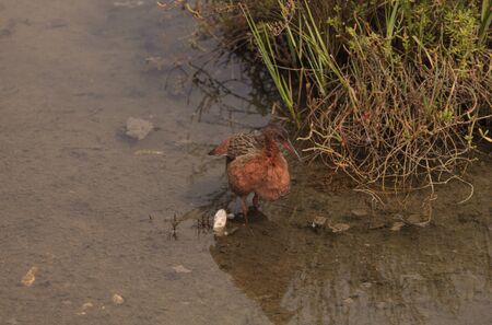 Clapper rail shorebird, Rallus longirostris, foraging in a marsh for food.の写真素材