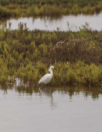 Snowy Egret, Egretta thula, forages in a marsh in Southern Californiaの写真素材