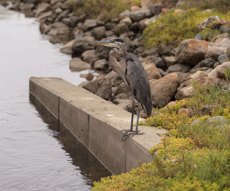 Great blue heron in the wild, foraging in a lake in Southern Californiaの写真素材