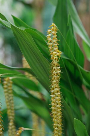Yellow Dendrochilum filiforme orchid flower blooms in a greenhouse in summerの写真素材