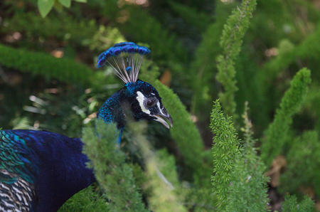Male peacock, Pavo cristatus, hiding behind green ferns in a gardenの写真素材