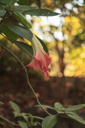 Pink peach flower on an angel trumpet tree, Datura, in springの写真素材
