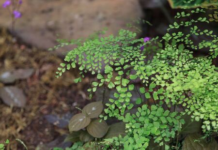 Green fern background in an orchid greenhouse gardenの写真素材