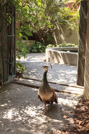 Female peacock  peafowl, Pavo cristatus guards her chicks in the doorway of a garden with a fountain in the backgroundの写真素材