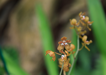White and red miltonia orchid blooms in a greenhouse in summerの写真素材