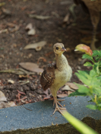 Baby female peacock  peafowl, Pavo cristatu - chickの写真素材