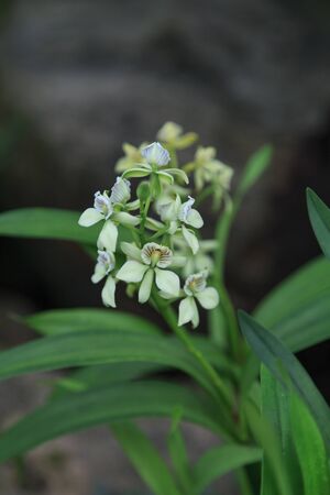 White and red miltonia orchid blooms in a greenhouse in summerの写真素材