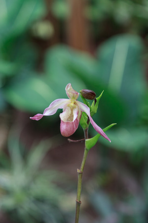 Lady Slipper Orchid Paphiopedilum blooms in a greenhouse in springの写真素材