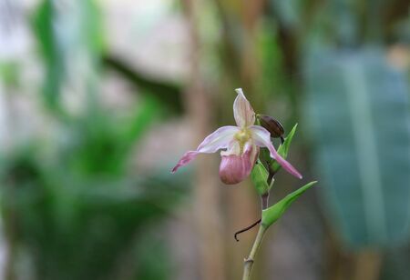 Lady Slipper Orchid Paphiopedilum blooms in a greenhouse in springの写真素材
