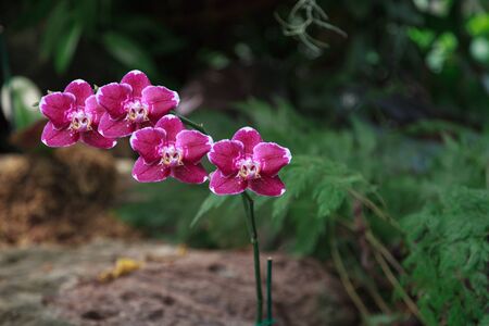 White and pink phalaenopsis orchid blooms in a greenhouse in springの写真素材