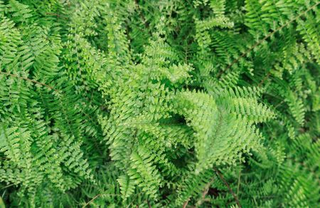 Bright green fern background in an orchid greenhouseの写真素材