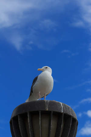 California Gull Larus californicus perched on a light at the beach near Pacific Oceanの写真素材