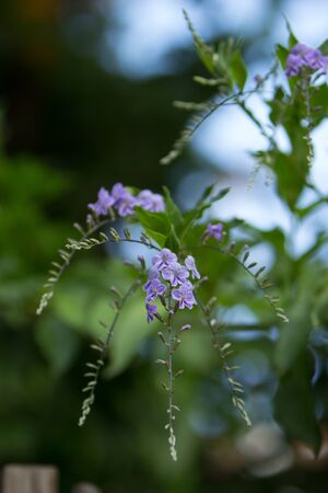 Geisha Girl, Duranta erecta, purple flower on a tree in summerの写真素材