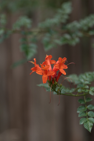 Heartleaf bush penstemon, Keckiella cordifolia, orange flowers on a green bush. Also called beardtongueの写真素材